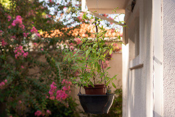 Fototapeta na wymiar Vase of edible lemon or bee balm in the backyard of the modern house. Healthy lifestyle.