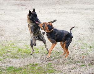 Dogs playing outdoors action shots