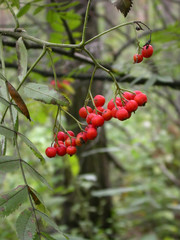 Rowan berries in the summer garden