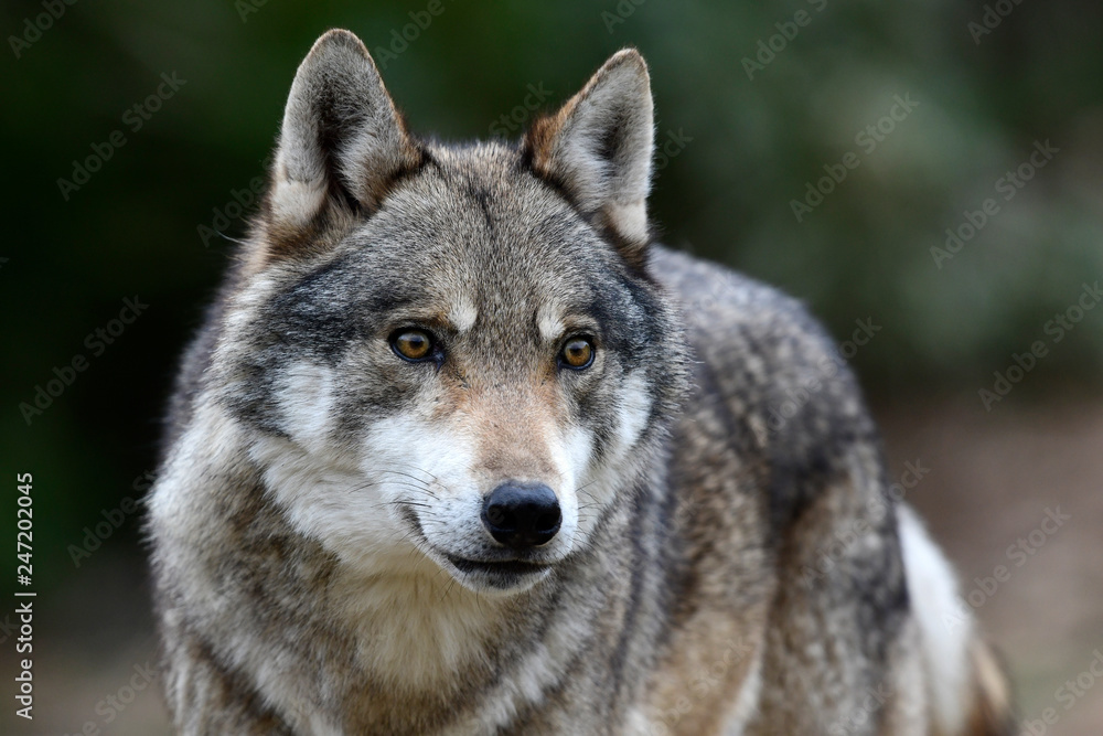 Poster Europäischer Wolf (Canis lupus lupus) - gray wolf