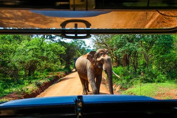 View of male elephant from the seat of a safari jeep in Yala National Park © Jason Busa
