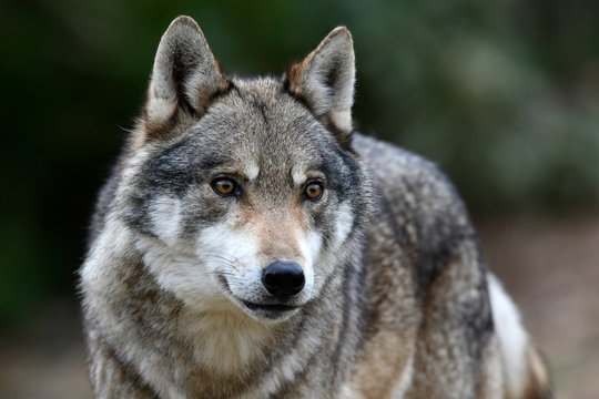 Europ&auml;ischer Wolf (Canis lupus lupus) - gray wolf