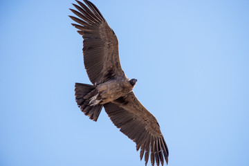 Flying condor over Colca canyon,Peru. Condor is the biggest flying bird on earth.