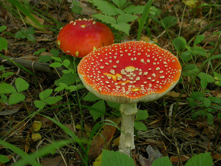 Fly agaric in the forest