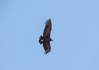 Flying condor over Colca canyon,Peru. Condor is the biggest flying bird on earth.