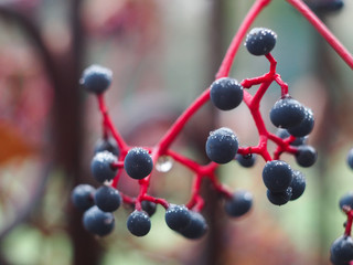 Berries of maiden grapes closeup