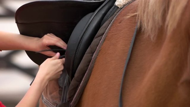 Close up woman preparing saddle for riding horse. Slow motion young woman rider preparing to ride a horse tying down the saddle.