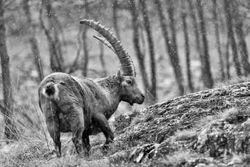 Stambecco delle Alpi in regione rocciosa (Capra Ibex)