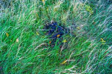 Fototapeta premium SONY DSC