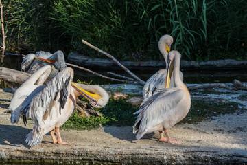 Great white pelican (Pelecanus onocrotalus, family: Pelecanidae).
