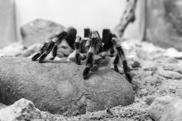 close up Tarantula in black and white