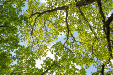 Lush green foliage and sky with clouds