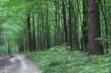 Path Through Evening Forest