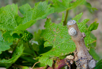 Caracol en una parra