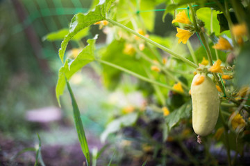 One white type angel cucumber on a bed among yellow flowers. Hybrid varieties of cucumbers in the garden.