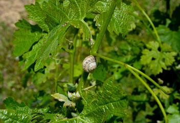 Caracol en una parra