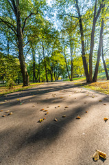 Colorful Foliage in the Park - in Sunny Autumn Day With Golden Leaves in Trees, Latvia, Europe, Concept of Relaxing Travel day in Peace and Harmony on Countryside, Selective Focus