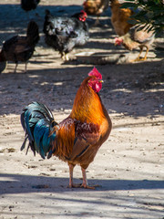 Gallo en una granja