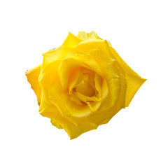 Yellow roses on a white background.
