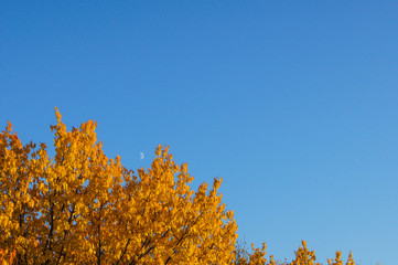 Fototapeta premium SONY DSC