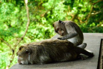 Sacred monkey family gathering in the tropical asian rain forest monsoon jungle for a visit