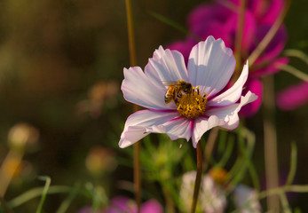 Obraz premium OLYMPUS DIGITAL CAMERA