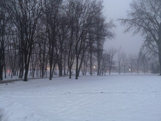 foggy park