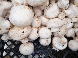 Close-up: fresh raw champignon mushrooms