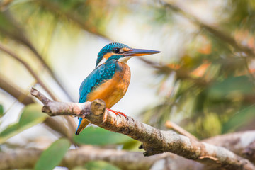 The common kingfisher Alcedo atthis on a branch in Goa, India