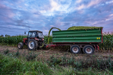 Tractor Harvesting Organic Corn Field for Biomass on Cloudy Summer Evening with Sunset Colors and Dramatic Sky - Concept of Nutrition full Vegetables and Renewable Energy for Gas and Fuel.