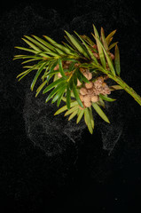 Pollenflug Eibe, Pollen fliegend, Pollenflug einer Eibe, Eibe Pollenflug, Pollenwolke abfliegend,...