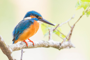 The common kingfisher Alcedo atthis on a branch in Goa, India