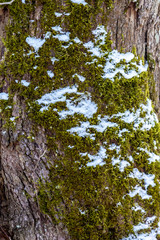 Snow on Moss