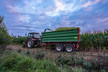 Fototapeta premium Tractor Harvesting Organic Corn Field for Biomass on Cloudy Summer Evening with Sunset Colors and Dramatic Sky - Concept of Nutrition full Vegetables and Renewable Energy for Gas and Fuel.