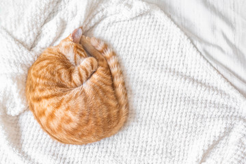 Ginger cat sleeping