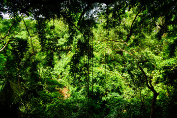 Green rice field terrace view with rice, tree, plantation for travel destination for school family holiday in the spring summer in a remote island