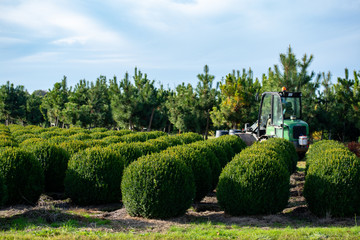 Evergreen buxus or box wood nursery in Netherlands, plantation of big round box tree balls in rows during invasion of box wood moth in Europe