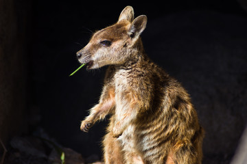 Rock Wallaby