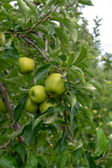 New harvest of healthy fruits, ripe sweet green apples growing on apple tree