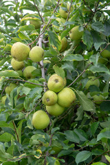 New harvest of healthy fruits, ripe sweet green apples growing on apple tree