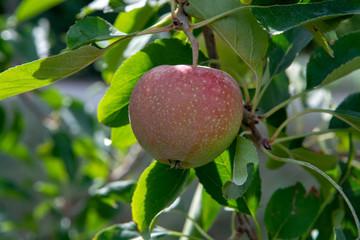 New harvest of healthy fruits, ripe sweet pink apples growing on apple tree