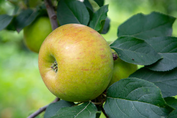 New harvest of healthy fruits, ripe sweet green apples growing on apple tree