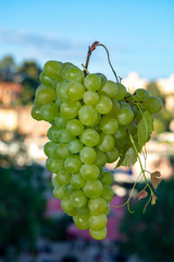 Ripe organic vine of white table seadless grape from Italy, new harvest