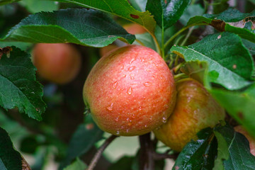 New harvest of healthy fruits, ripe sweet red apples growing on apple tree