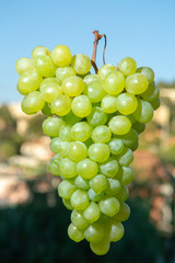 Ripe organic vine of white table seadless grape from Italy, new harvest