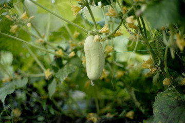 One white type angel cucumber on a bed among yellow flowers. Hybrid varieties of cucumbers in the garden.