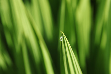 A raindrop on a green leaf. Nature and beauty background image. 