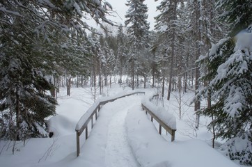 The beautiful view of Algonquin parks's landscape when you are snowshoeing during Winter Season