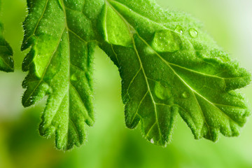 Green leaf macro with water drops