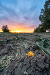 Freshly Cultivated Organic Corn Field for Biomass Summer Evening with Sunset Colors, Dramatic Sky - Concept of Nutrition full Vegetables and Renewable Energy for Gas and Fuel, Selective Focus.